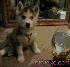 confused animal gif