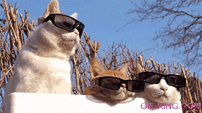 cats sunglasses