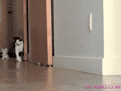 Cat Takes Kitten For A Walk