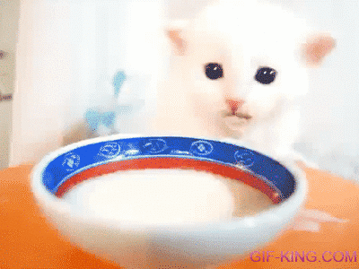 lovely kitten milk