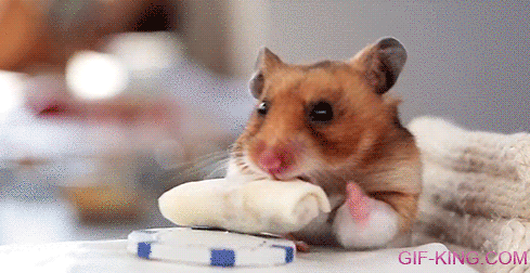 Hamsters Eating Tiny Burritos