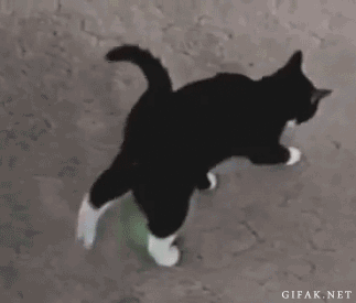 Cat Stuck to Balloon