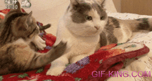 mean cat gif