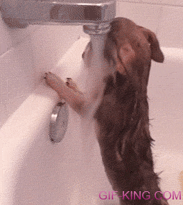 Dog Loves To Take Showers