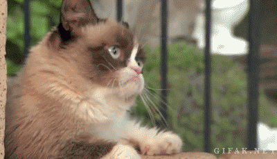 grumpy cat animated gif