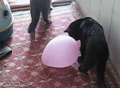 Popping Balloon Scares Cat