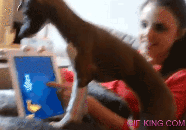 Funny Dog Loves Playing Games On iPad