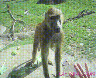 reaction monkey gif