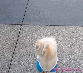funny dog walking gif