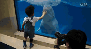 Beluga Whale Doesn't Kid Around