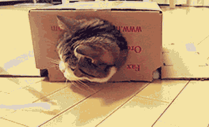funny box cat