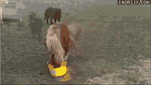 Mini Horse Plays With a Bucket