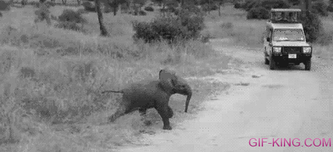 A little Elephant cross the road