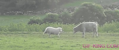 Funny Sheep Vs. Cow