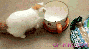 Cat In A Teacup