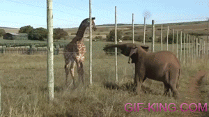awkward giraffe gif