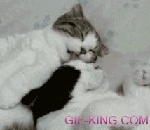 Cat Lick