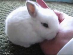 fluffy bunny