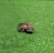 platypus running