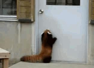 red panda jumping