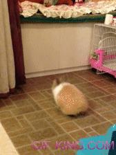 Bunny Jump Fail