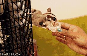 Sugar Glider Munchie Time