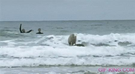 Surfing Sheep