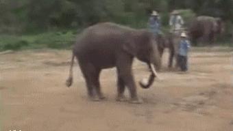 elephant football