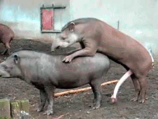 Tapir Mating