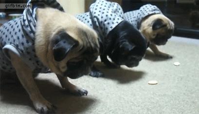 Ready? 1, 2, 3, PUG!