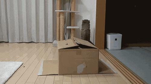 cat in box