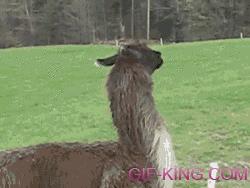 Llama Can't Deal With It