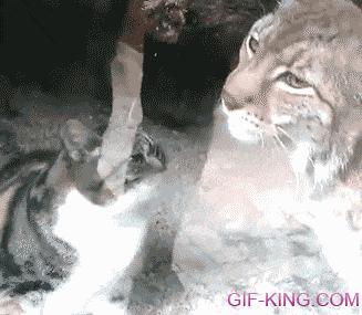 Stray Cat Sneaks Into Zoo And Befriends A Lynx