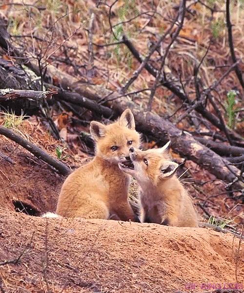 Foxes