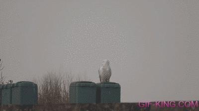 Raven Meets Owl