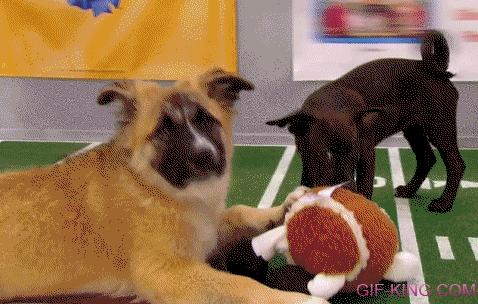 Dog Super Bowl