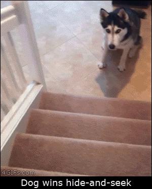 Dog Wins Hide And Seek