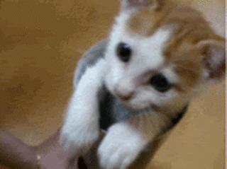 cute cat