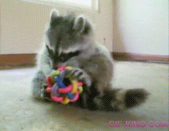 Raccoon Likes Puzzles