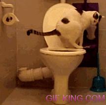 cat toilet