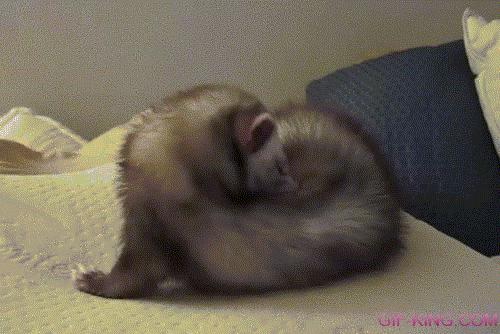 Dramatic Ferret