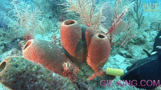 Spraying Dye Around Ocean Sponges