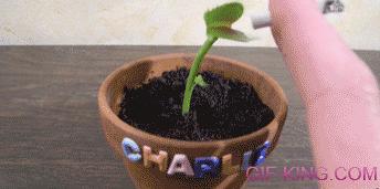 Carnivorous Plant Smoking