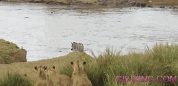 Lions? Nope Nope Nope