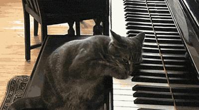 pianist cat