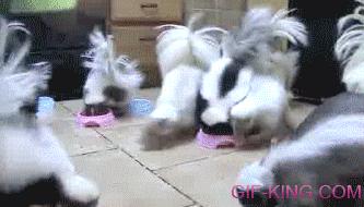 Living With Skunks