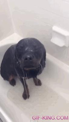 Dog In Shower