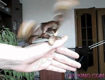 Giant Atlas Moth