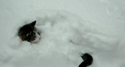 cat in snow