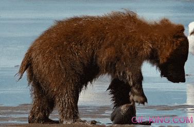 Bear Cub's First Clam